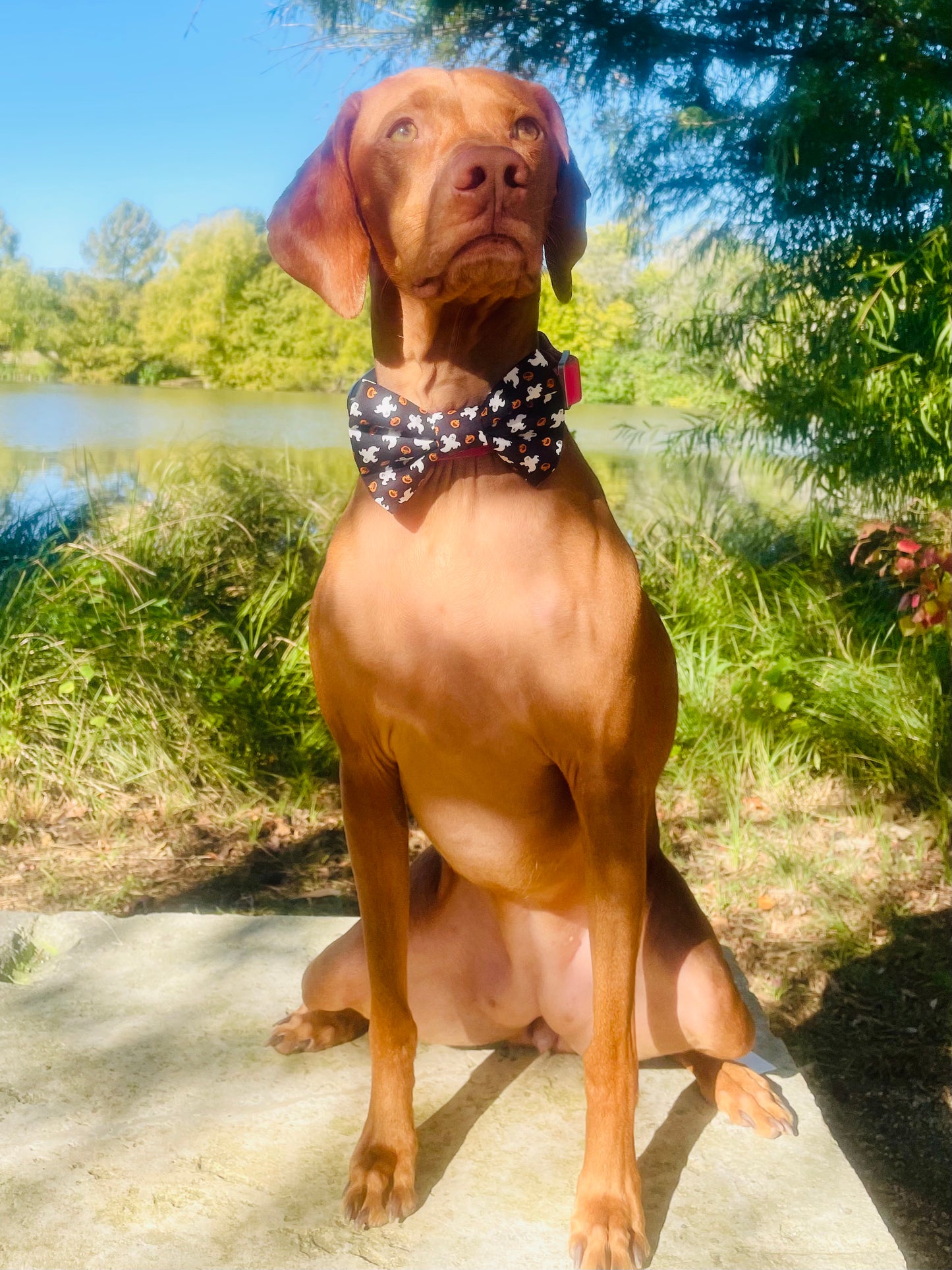 Ghosts & Pumpkins Bow Tie