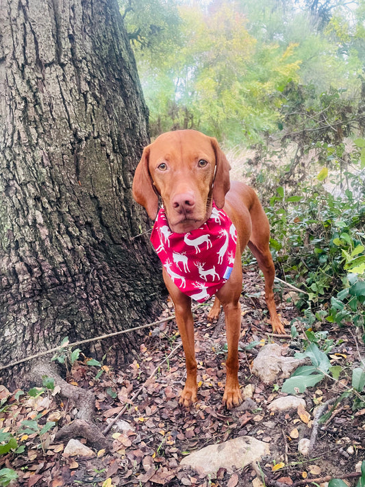 Reindeer Flannel Bandana