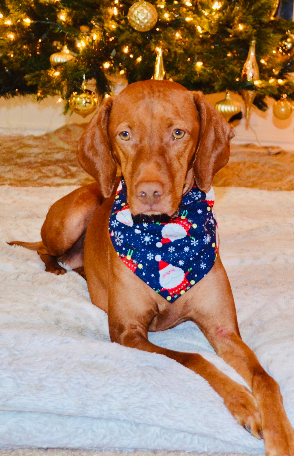 Blue Santa Print Bandana