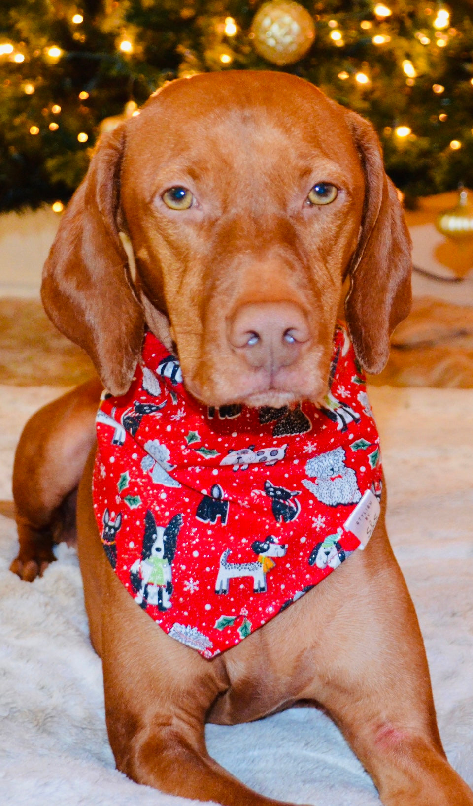 Red Glitter Dog Print Bandana