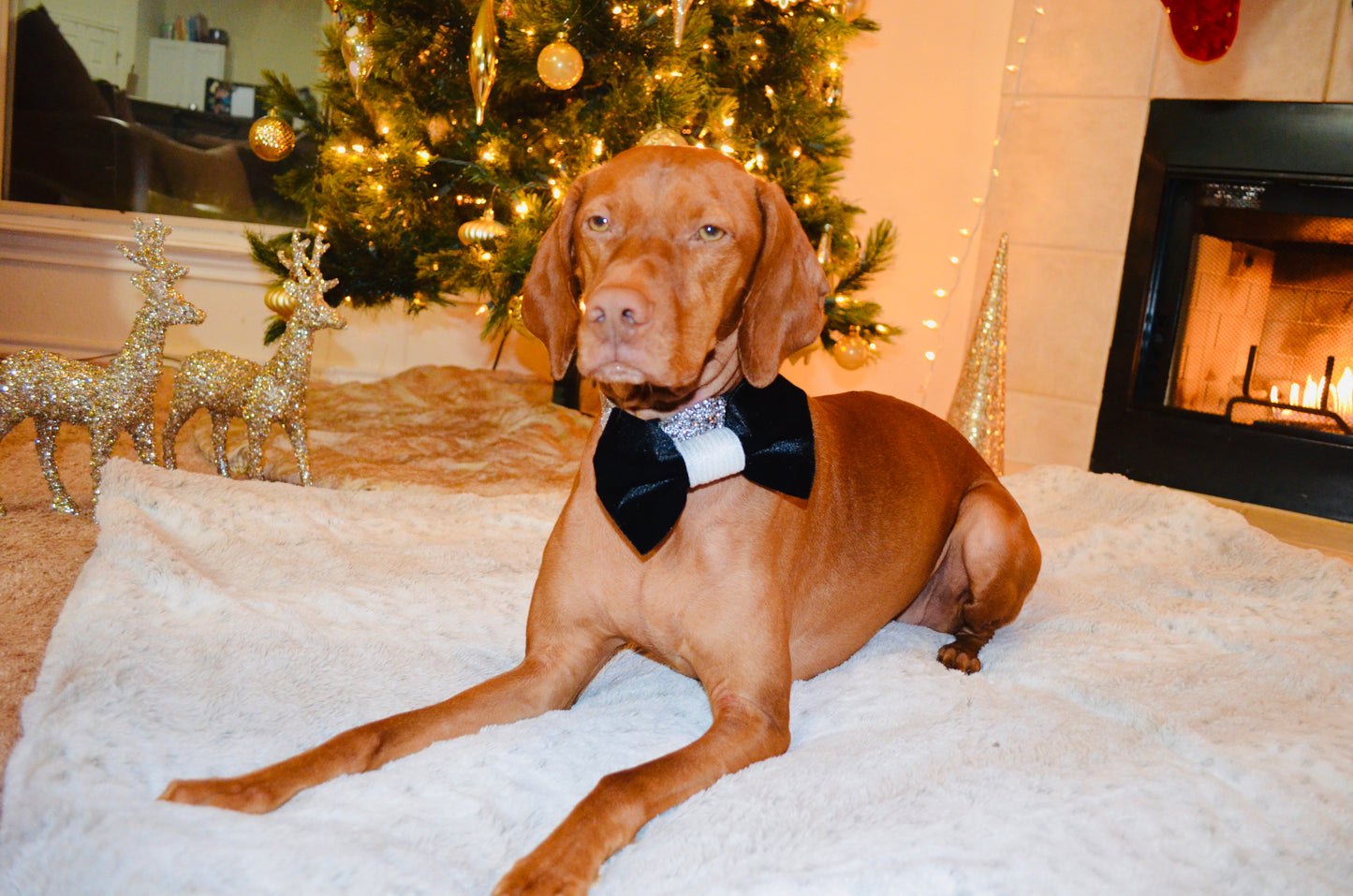 Black Velvet White Sequin Bow Tie