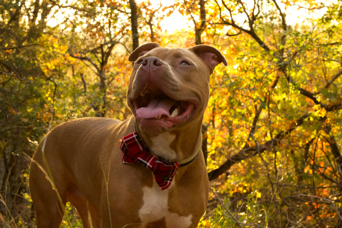 Red Plaid Bow Tie