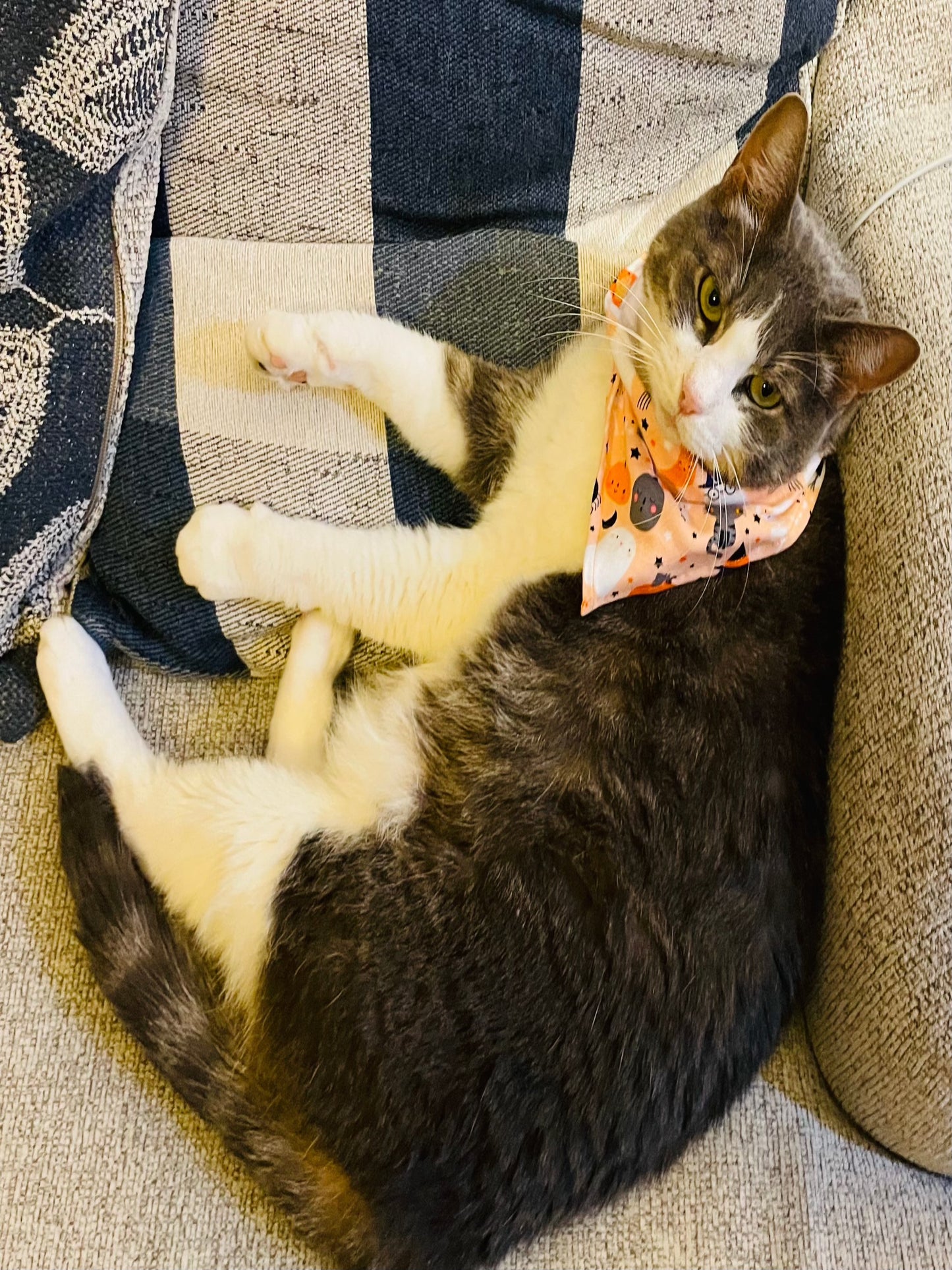 Peach Halloween Bandana