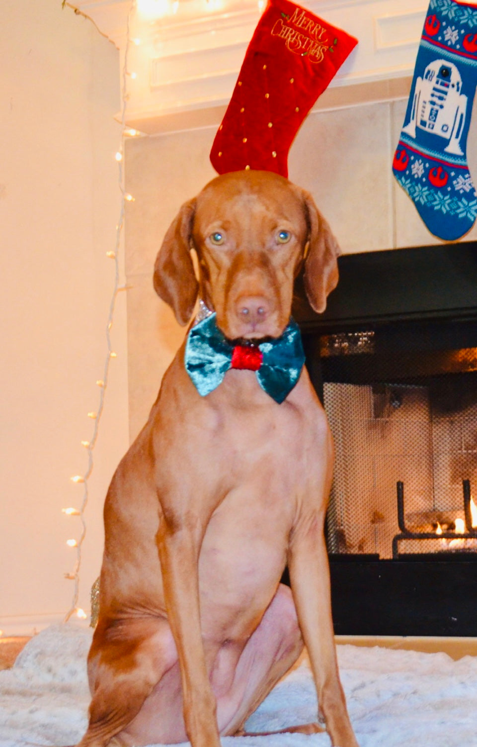 Green Velvet Bow Tie