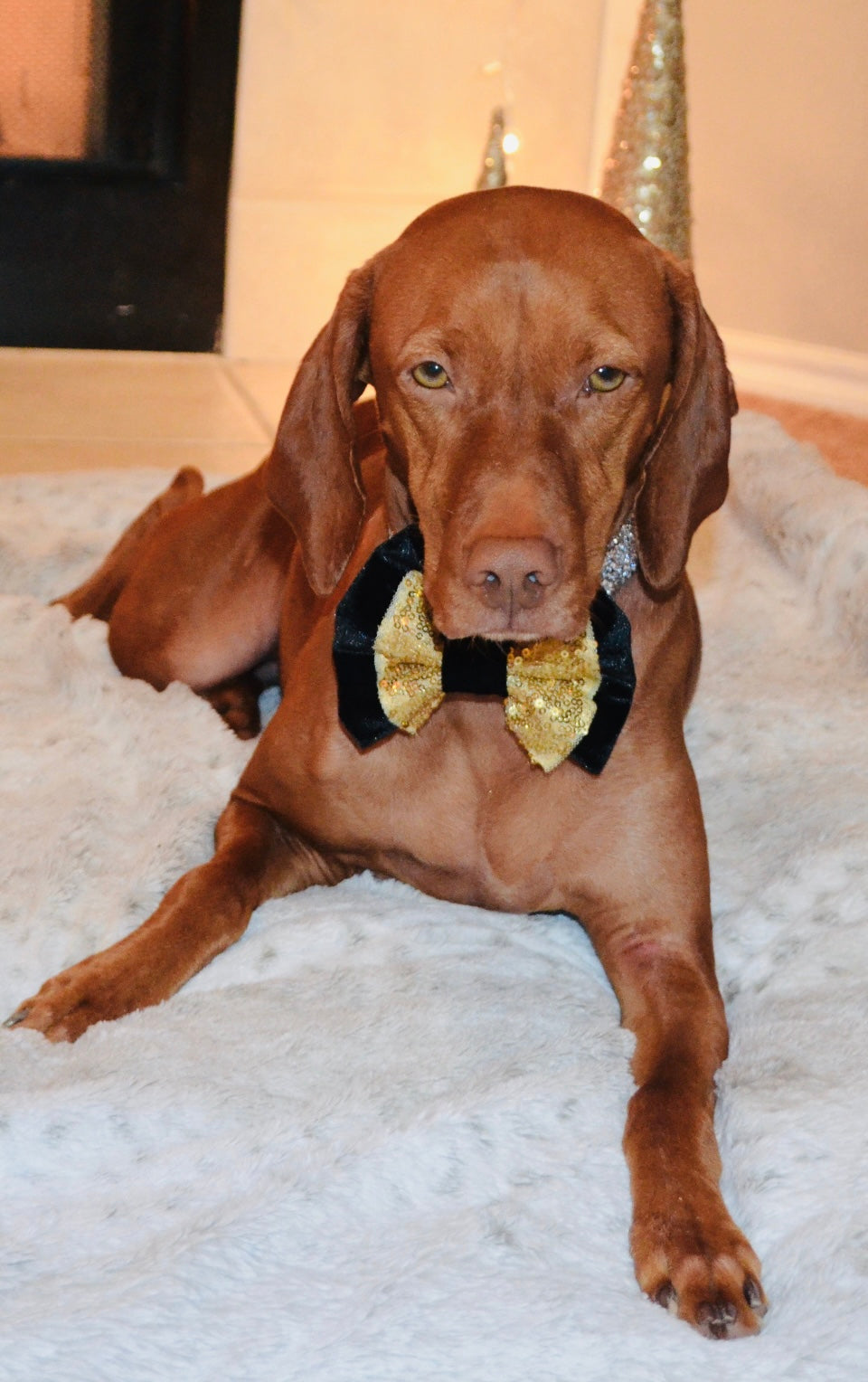 Black Velvet Gold Sequin Double Bow Tie