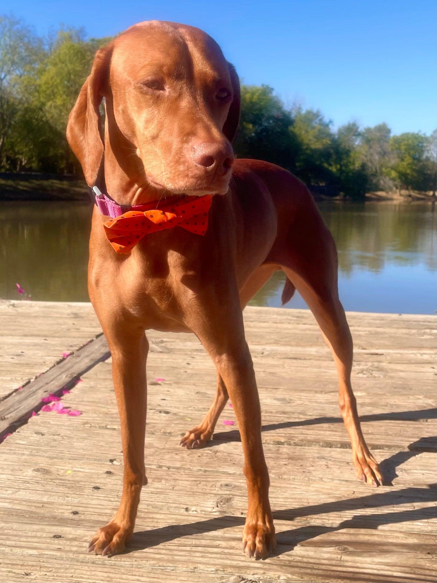 Orange and Black Polkadot Bow Tie