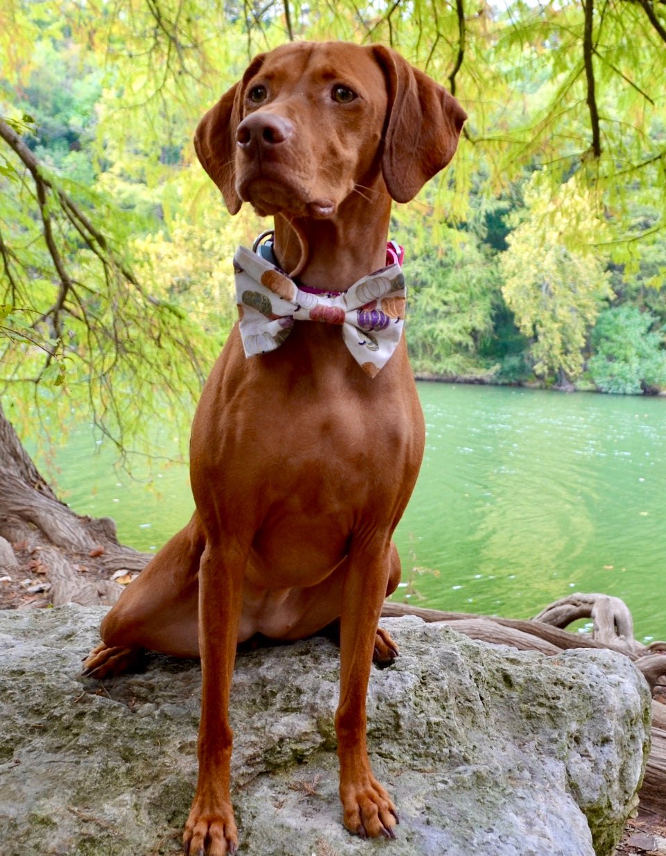 Cream Metallic Pumpkin Bow Tie