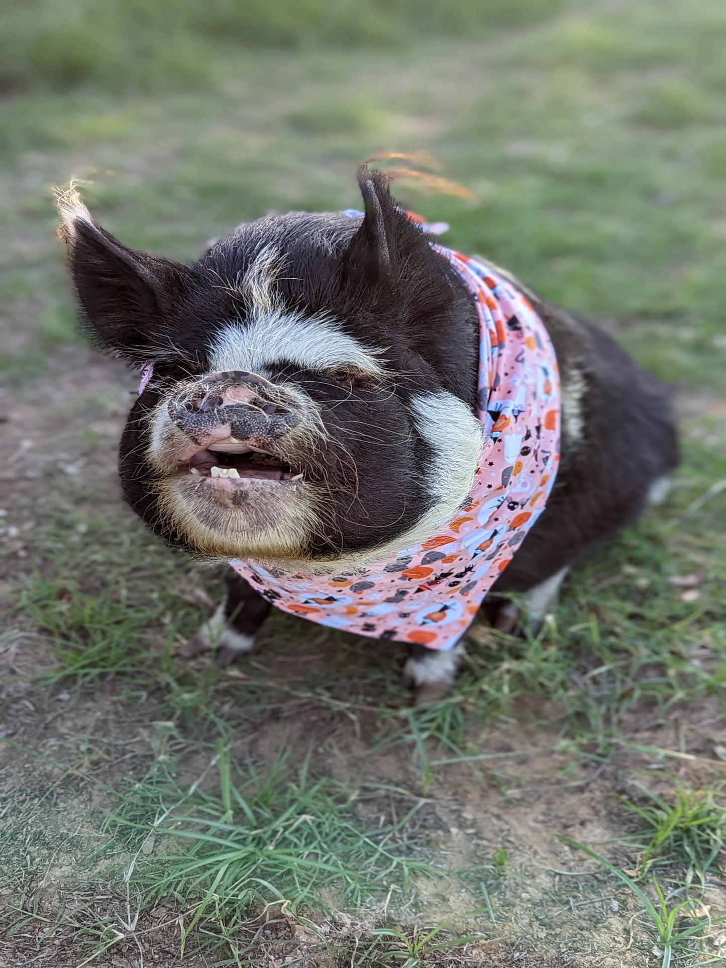 Peach Halloween Bandana