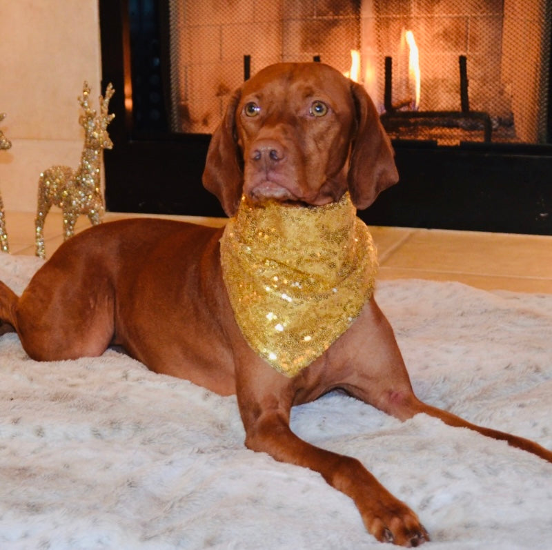 Gold Sequin Bandana