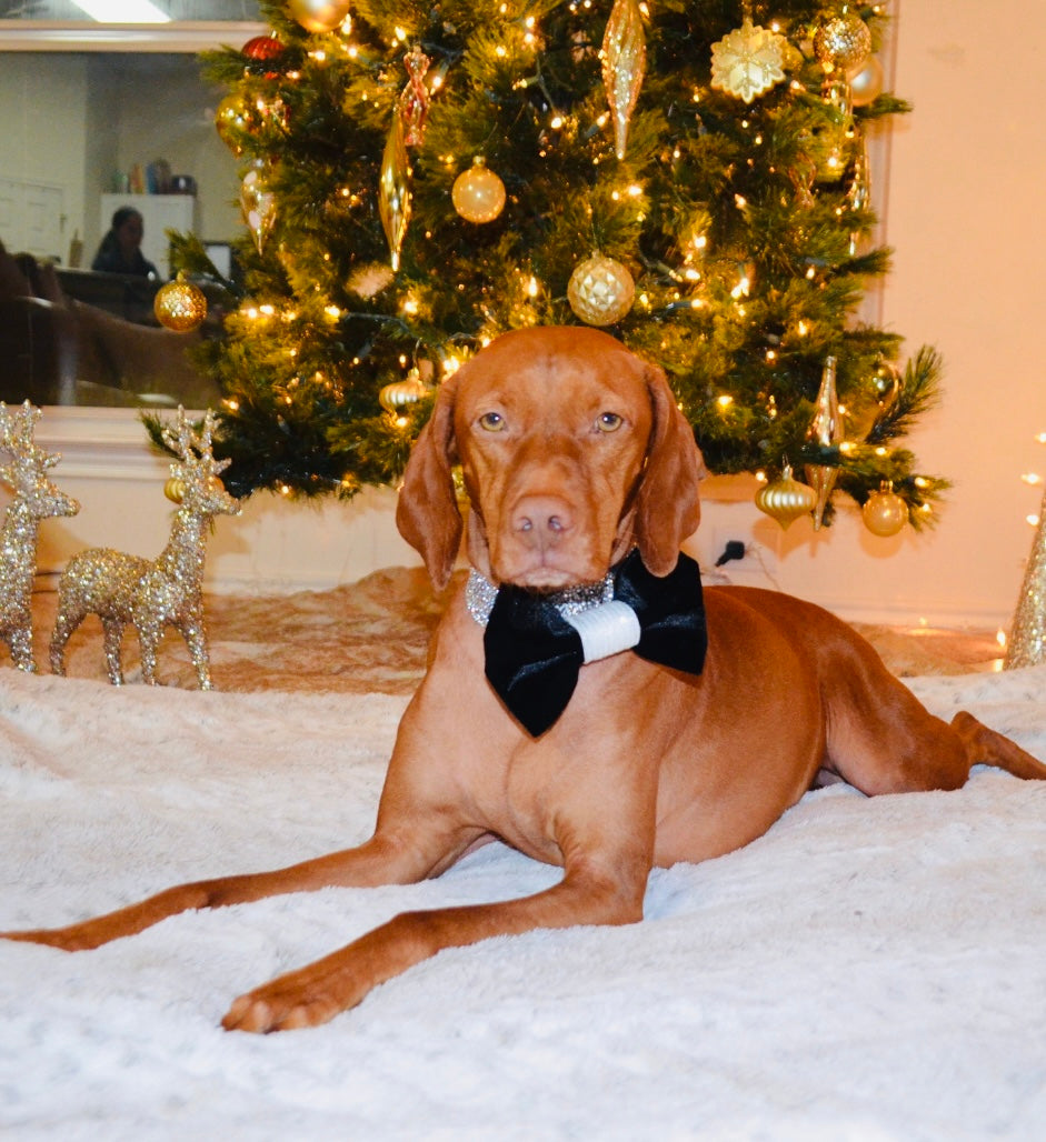 Black Velvet White Sequin Bow Tie