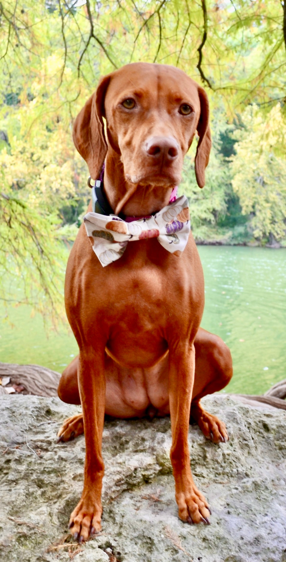 Cream Metallic Pumpkin Bow Tie